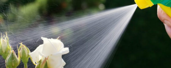 eliminer les nuisible du jardin