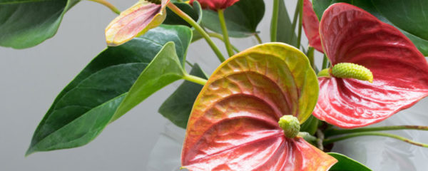anthurium