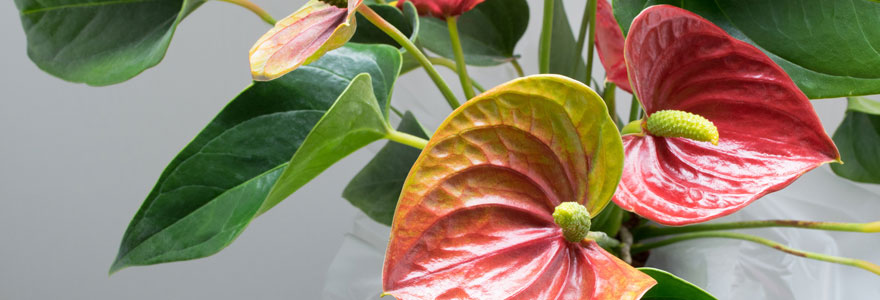 anthurium